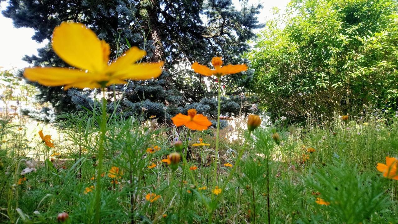 Bed and Breakfast Fleurs De Cosmos Albi Exterior foto